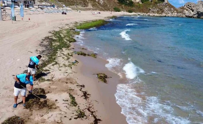 Şile’de deniz adeta yosun kustu