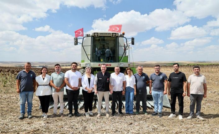 Silivri’de yaklaşık bin 500 dekar alanda ayçiçeği hasadı başladı