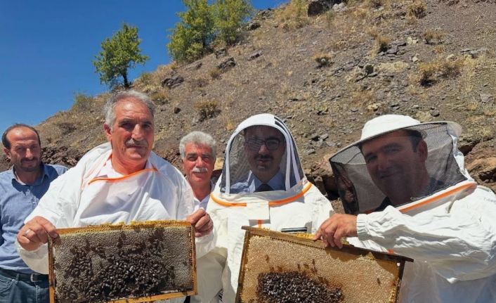 Sincik’te bal hasadı başladı