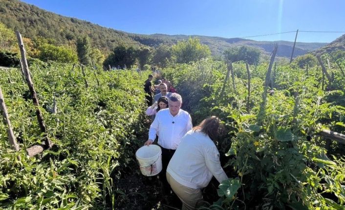 Sinop’ta coğrafi işaretli Gazidere domatesinde hasat başladı