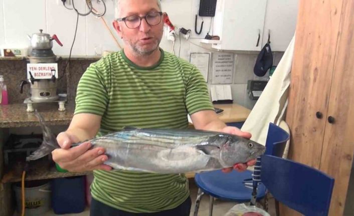 Sinop’ta tezgahlara sezonun ilk torik balığı düştü