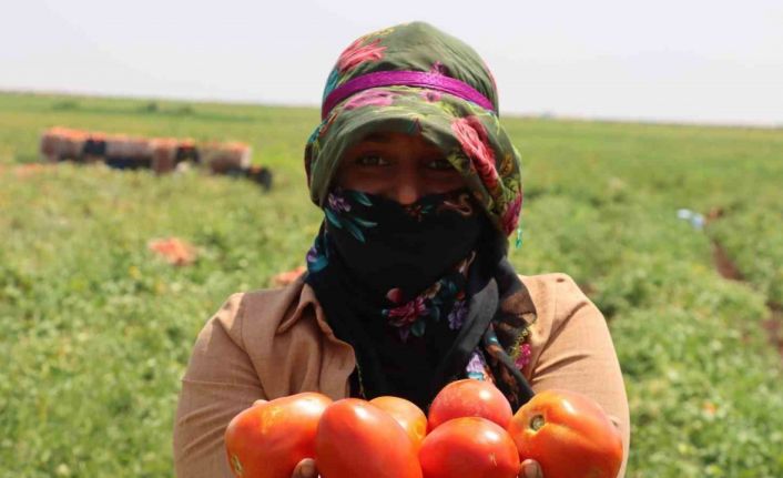Siverek’te üretilen domatesler kurutularak dünyaya ihraç ediliyor