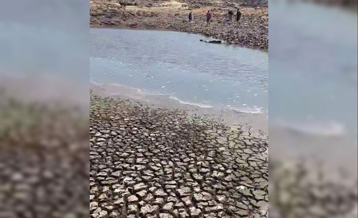 Siverek’teki gölette sular çekildi, balıklar telef oldu