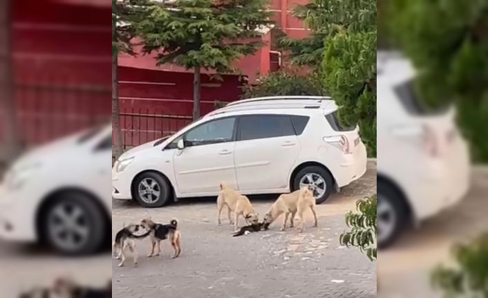 Sokak köpekleri kediye saldırdı