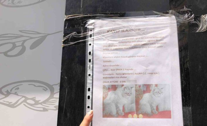 Sokak sokak kaybolan kedisini ararken duyarsız vatandaşların tavrına üzüldü