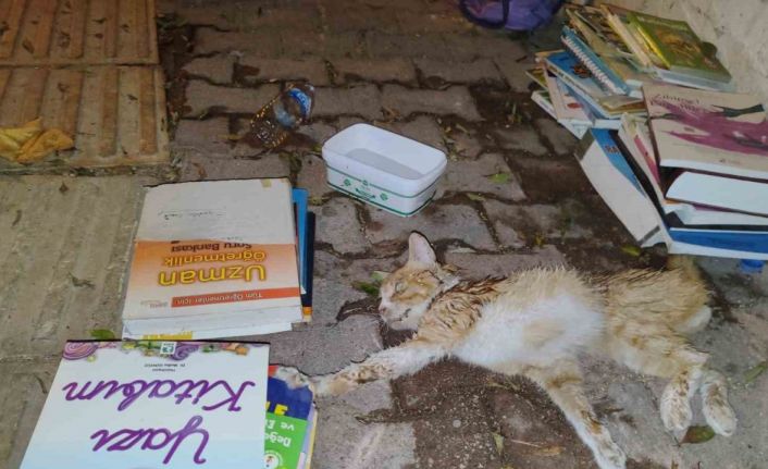 Sokakta yaralı gördükleri yavru kedi için seferber oldular