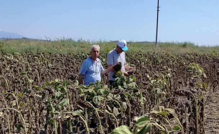 Söke’de ayçiçeği veriminin geçmiş yılları geride bırakması bekleniyor