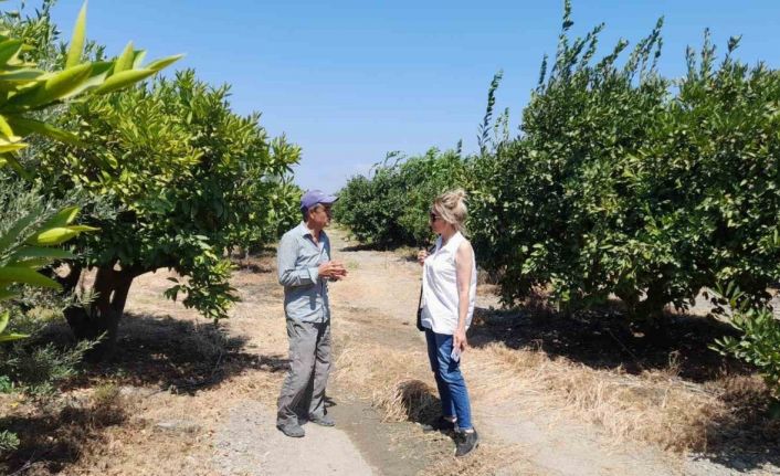 Söke’de narenciye bahçeleri kontrol edildi