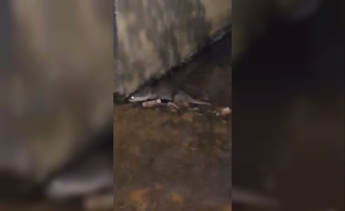 Su samurunu görüntüleyen vatandaş: "Yaradana kurban olayım"