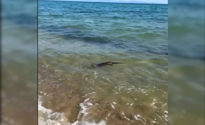 Su samurunun deniz keyfi, tatilciler tarafından görüntülendi