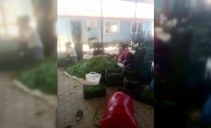 Su sorunu çiftçileri alternatif ürüne yöneltti