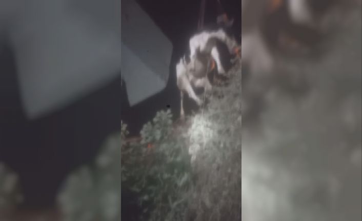 Sulama kanalına düşen ineği itfaiye ekipleri kurtardı