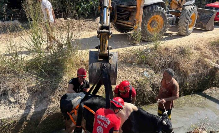 Sulama kanalına düşen inek itfaiye ekiplerince kurtarıldı
