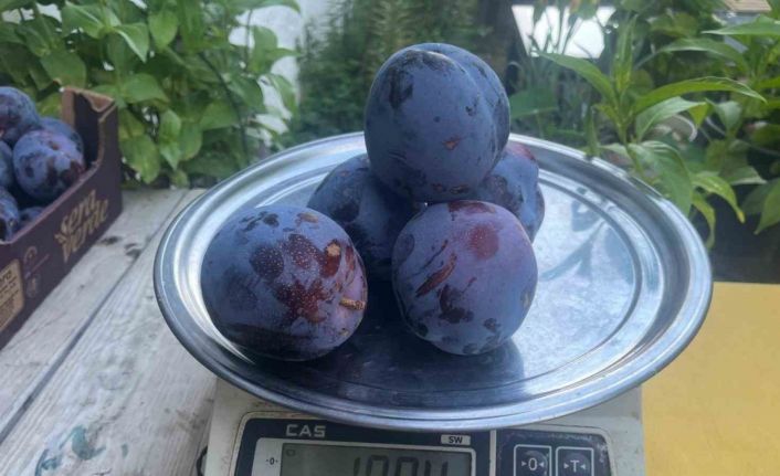 Süleymanlı Yaylasında yetişen eriklerin 5 adedi 1 kilo geliyor