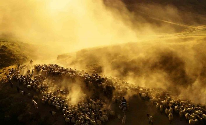 Sürülerin tozlu yolculuğu havadan görüntülendi