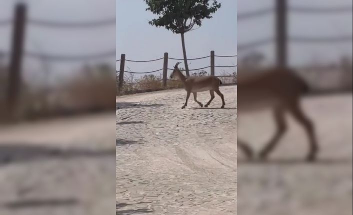 Tarihi Harput Mahallesi’nde dağ keçileri görüldü