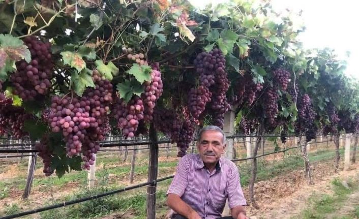 TARİŞ’in açıkladığı üzüm fiyatına tepki