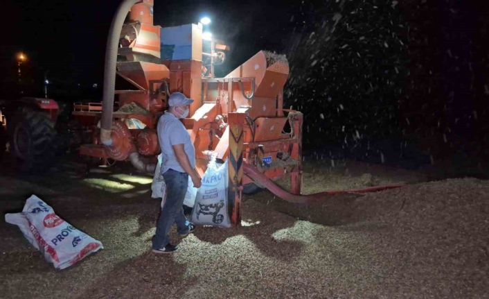 Tarlada fındık nöbeti