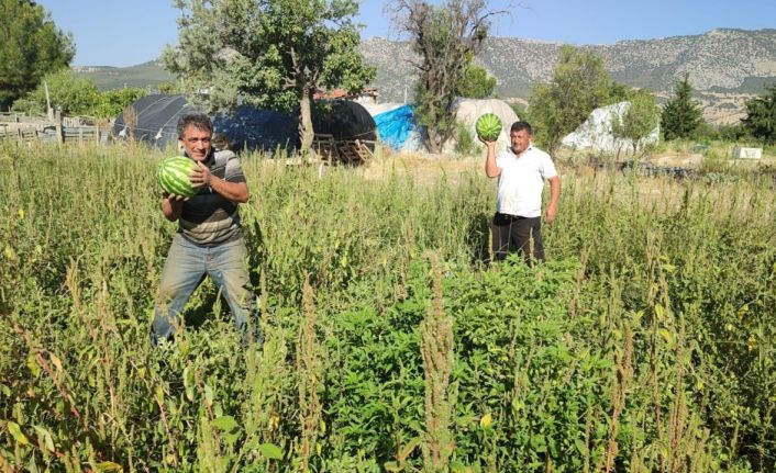 Tarladan kendi toplayana karpuz bedava