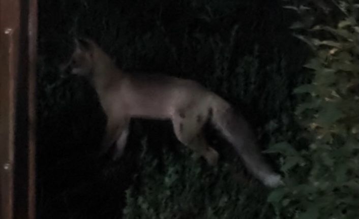 Tatvan ilçe merkezinde tilki paniği