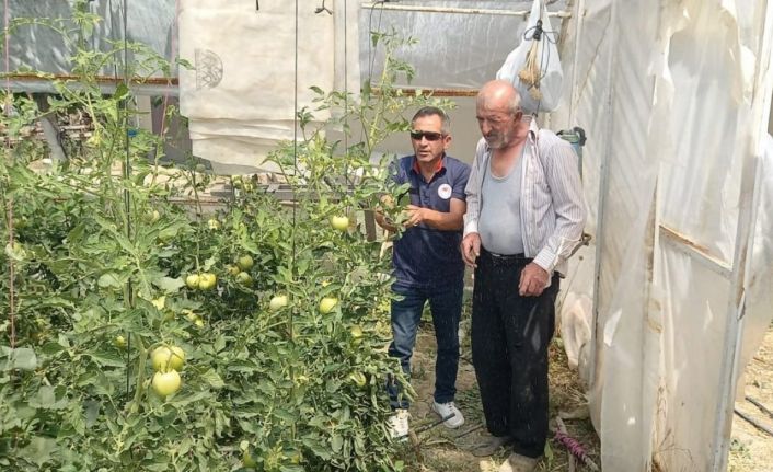 Tavşanlı’da seralarda bitki hastalık ve zararlı kontrolleri