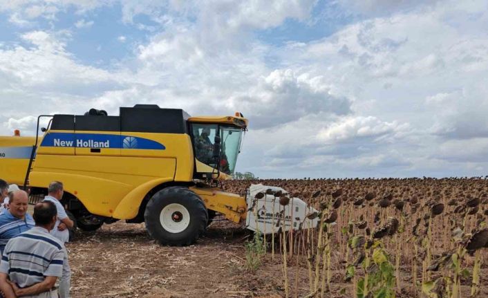 Tekirdağ’da anıza ekim ayçiçeği projesinde tarla günü düzenlendi
