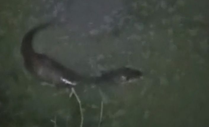 Tekirdağ’da derede balık avlayan su samuru görüntülendi