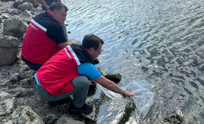 Tekirdağ’da göletlere 975 bin sazan yavrusu bırakıldı