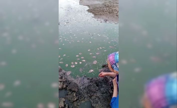 Tekirdağ’da gölette oksijen azalması nedeniyle balık ölümleri yaşandı