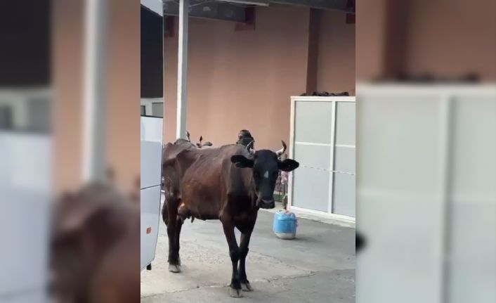 Tekirdağ’da hastaneye gelen inek gülümsetti