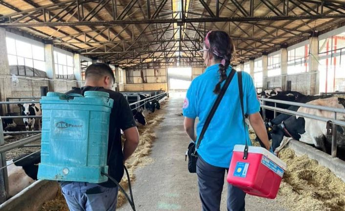 Tekirdağ’da hayvan hastalıklarıyla mücadelede aşılama çalışmaları sürüyor