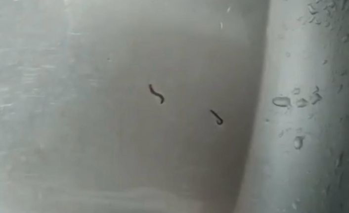 Tekirdağ’da içme suyu şebekesinden kurtlar çıktı