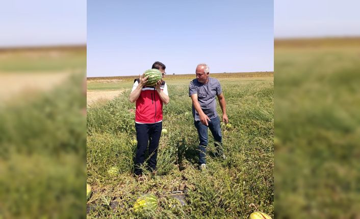 Tekirdağ’da karpuz üretimine yakından takip