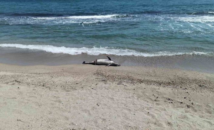 Tekirdağ’da ölü yunus sahile vurdu