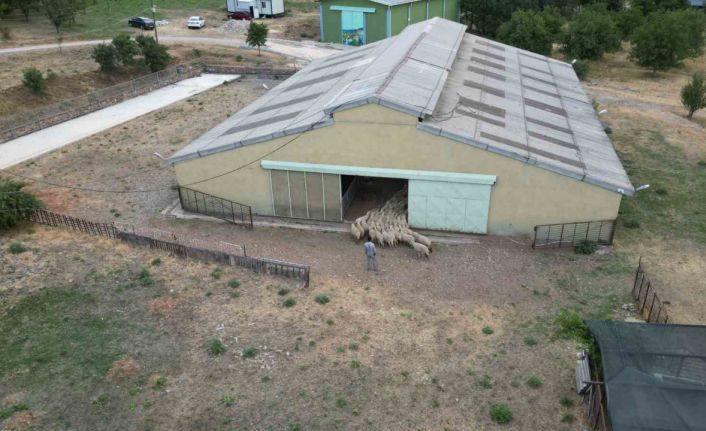 Tescilli Karayaka kuzusu üniversiteli oldu