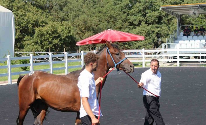 TİGEM’in en yüksek bedelli tayı e-satışla satıldı