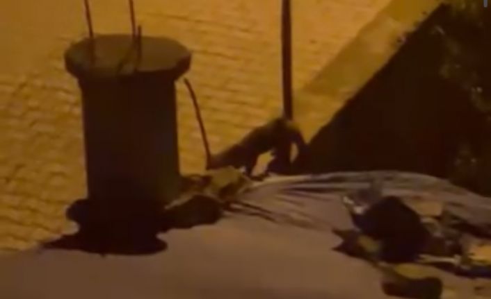 Tilki evin bahçesini çok sevdi