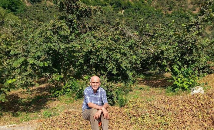 TMO 2025 fındık fiyatlarını açıkladı, gözler serbest piyasada