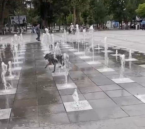 Tokat’ta sıcaklardan bunalan köpek süs fıskiyesinde serinledi