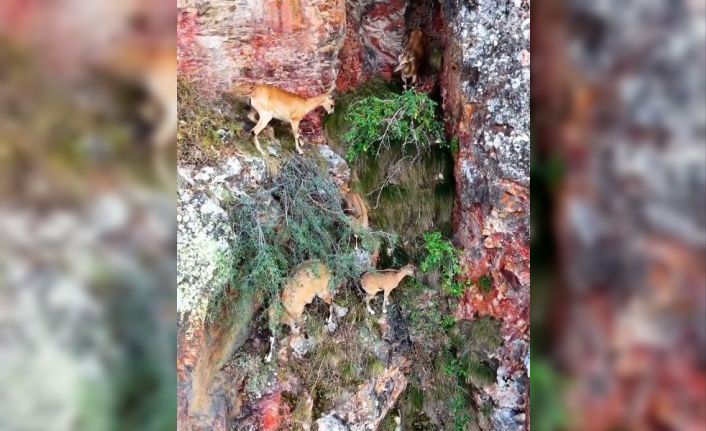 Torul Kalesi’nin kayalıklarında yaban keçileri görüntülendi