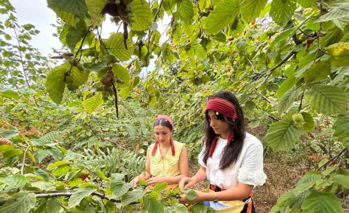 Trabzon’da coğrafi işaretli Arsin Foşa fındığının hasadı başladı