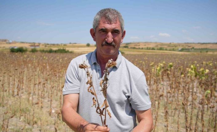 Trakya Birlik’in ayçiçeği avans fiyatına tepki: "Çiftçi şokta"