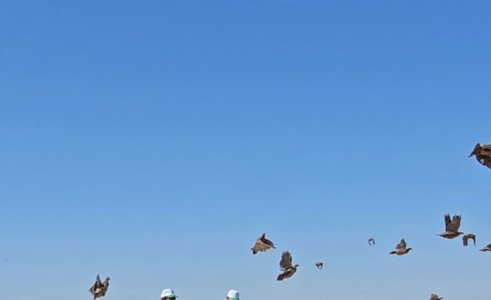 Tunceli’de doğaya 200 kınalı keklik salındı