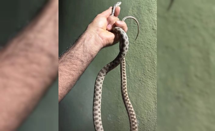 Tunceli’de eve giren yılanı ekipler çıkardı