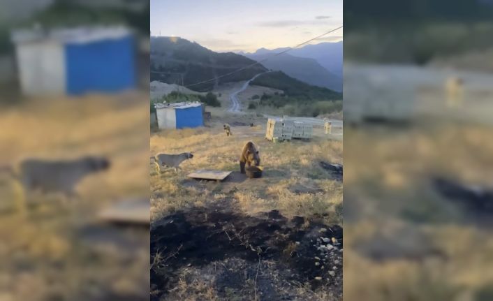 Tunceli’de karakolun davetsiz misafiri: Bozayı