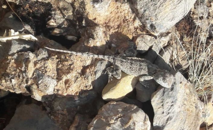 Tunceli’de kırmızı listede bulunan ‘Bozkır Keleri’ görüldü