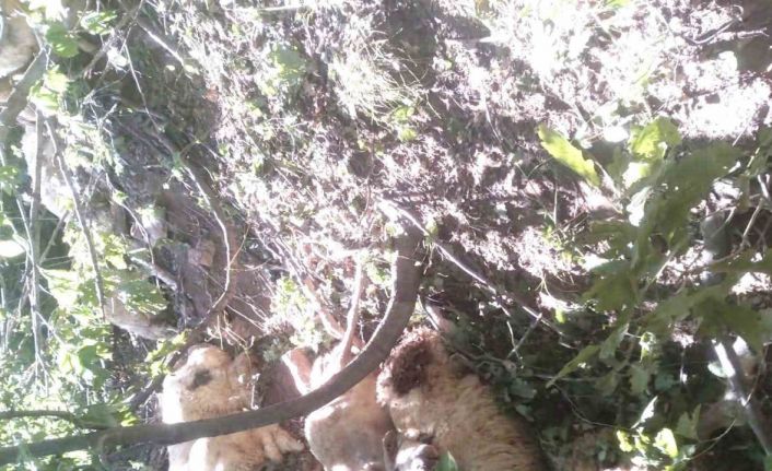 Tunceli’de kurt saldırısı sonucu oluşan izdihamda 30 koyun telef oldu