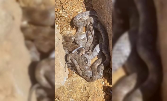 Tunceli’de yumak halinde görüntülenen yılanlar şaşırttı