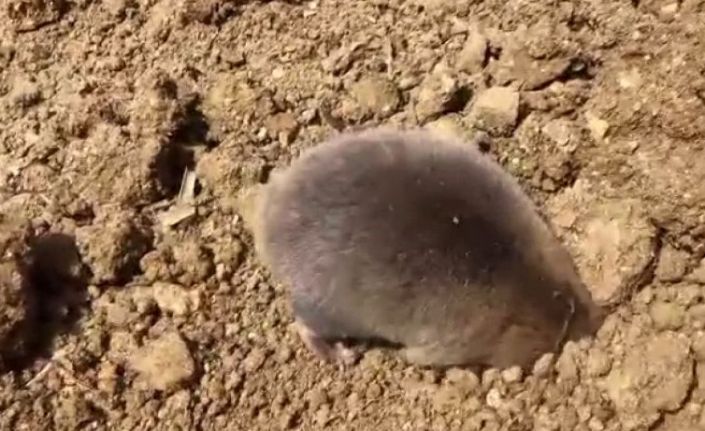 Tunceli’de yuva yapmak için kazı yapan köstebek kameraya yansıdı