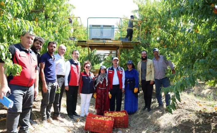 Türkiye genelinde Çanakkale, şeftali’de 2’nci nektarinde 3’üncü sırada